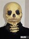 Скелет с черепом - фото 34736