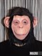 Шимпанзе - фото 31337